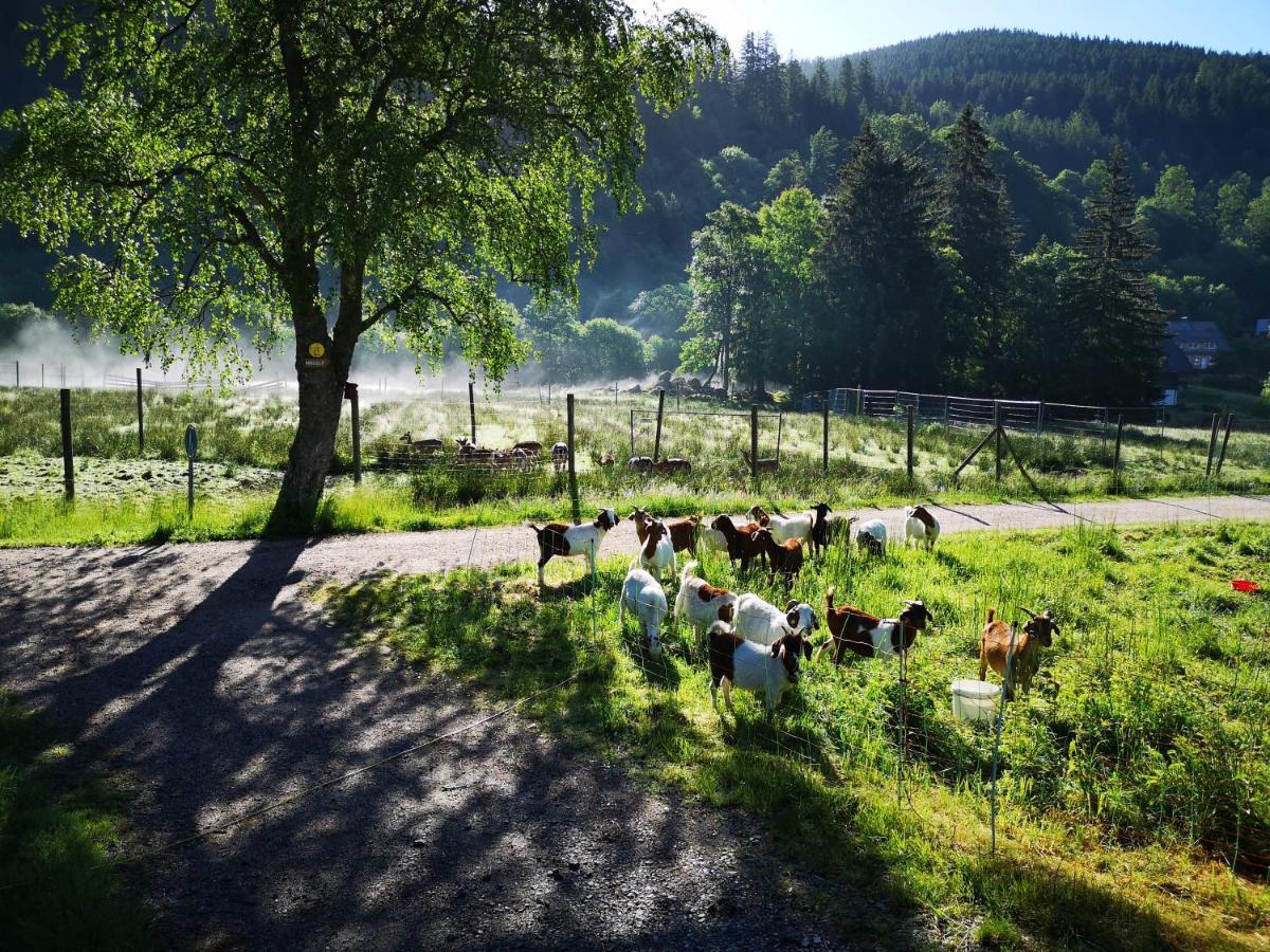 B1 Albmatte-Fewo Sauna, Hallenbad Aussenbecken Massagen Nebenan Менценшванд Экстерьер фото